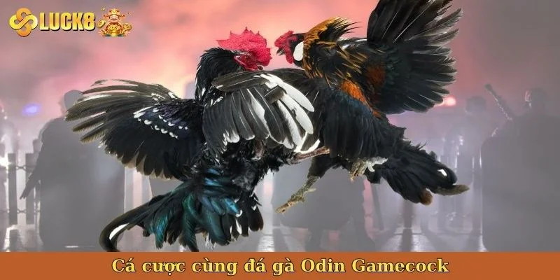 ca-cuoc-cung-da-ga-odin-gamecock